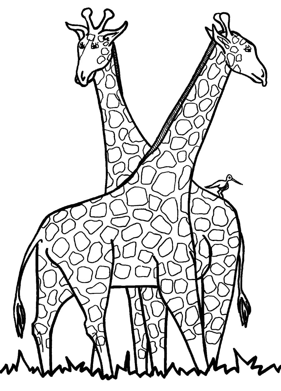 Раскраска Два жирафа - раскраска . Дикие животные