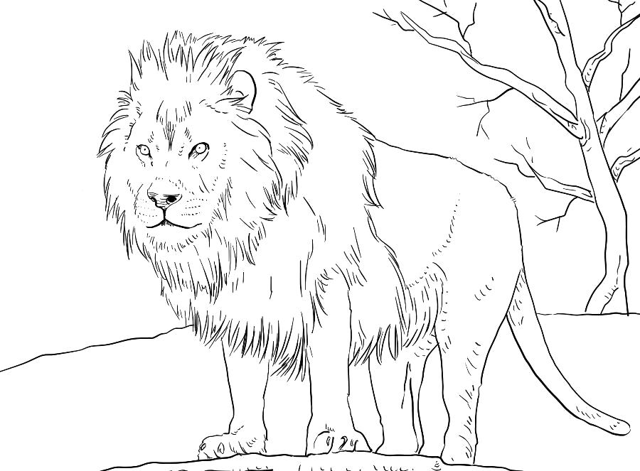 Раскраска Свирепый лев.. Дикие животные