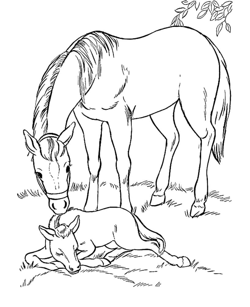 Название: Раскраска  лошадь и малыш. Категория: Домашние животные. Теги: Лошадь.