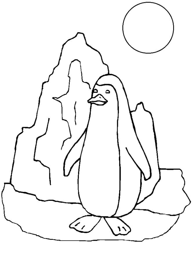 Раскраска  Пингвин на льдине. Скачать Пингвин.  Распечатать Пингвин