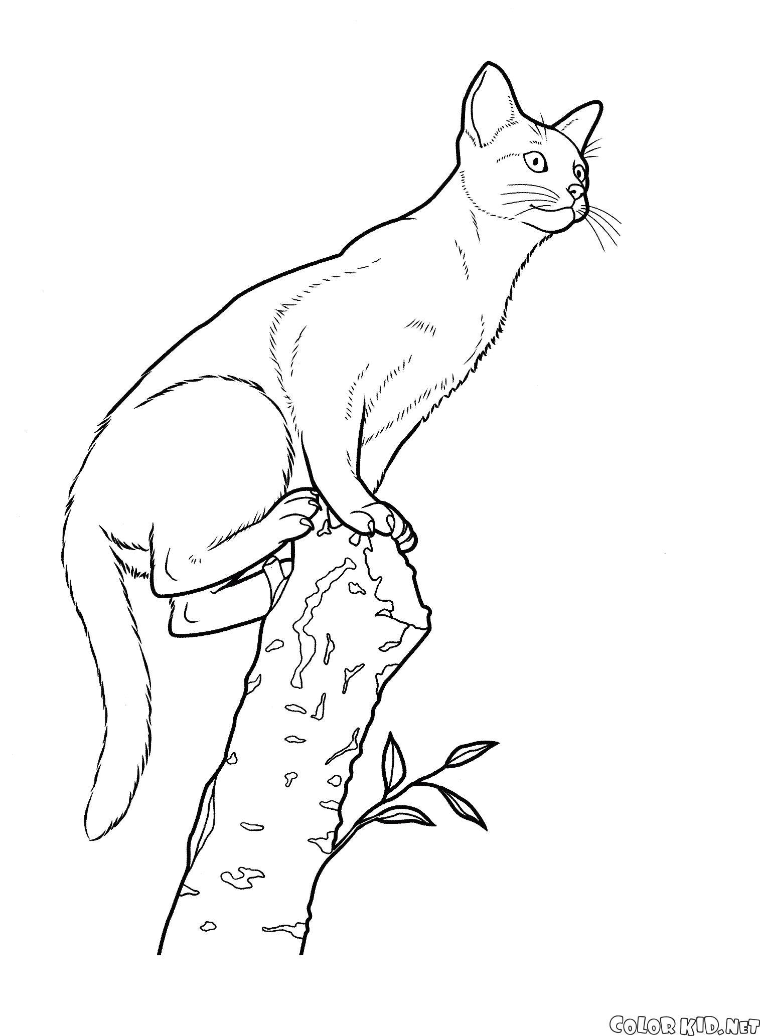 Раскраска Абиссинская кошка. кошка