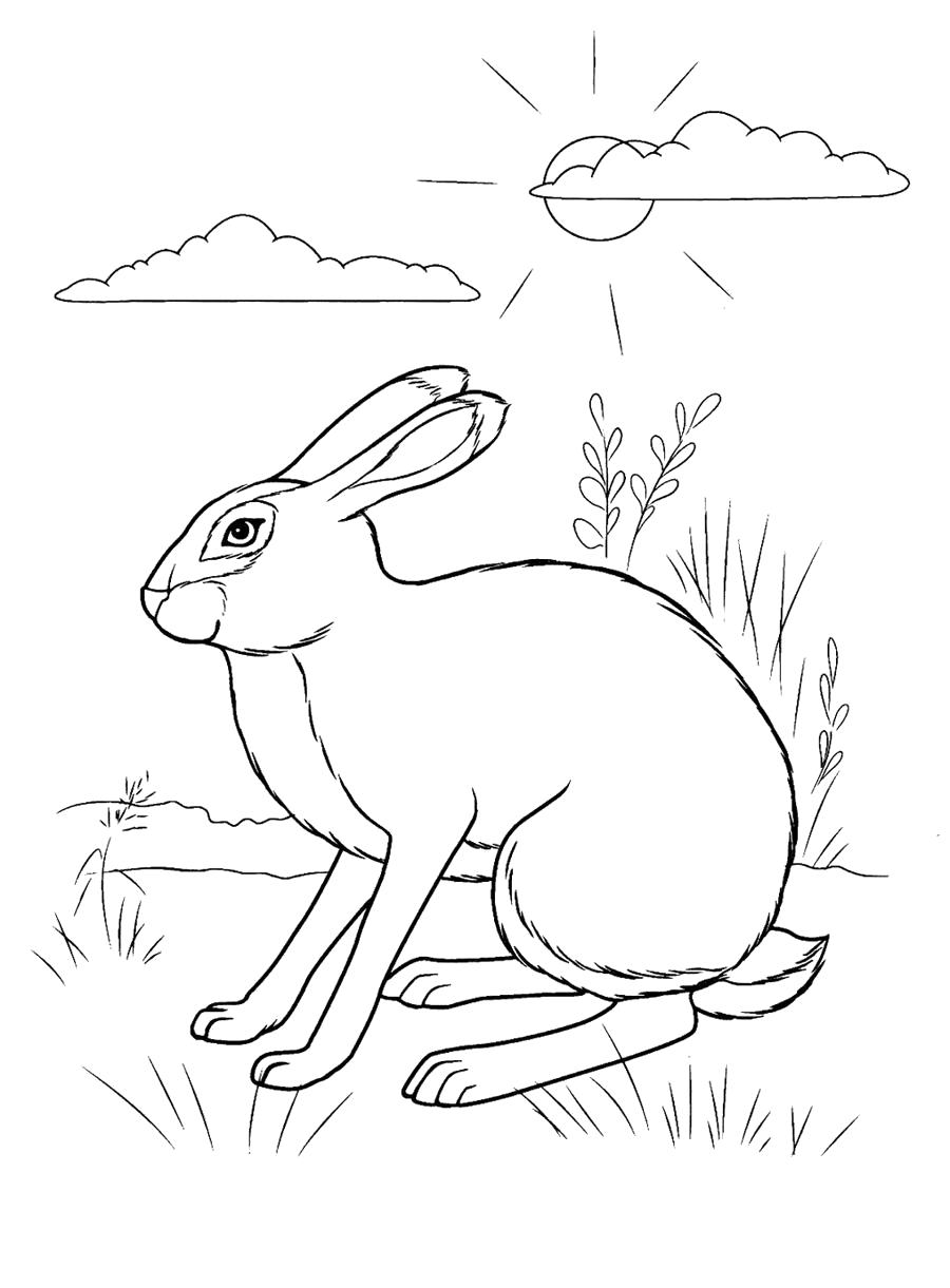 Раскраска  заяц . Домашние животные
