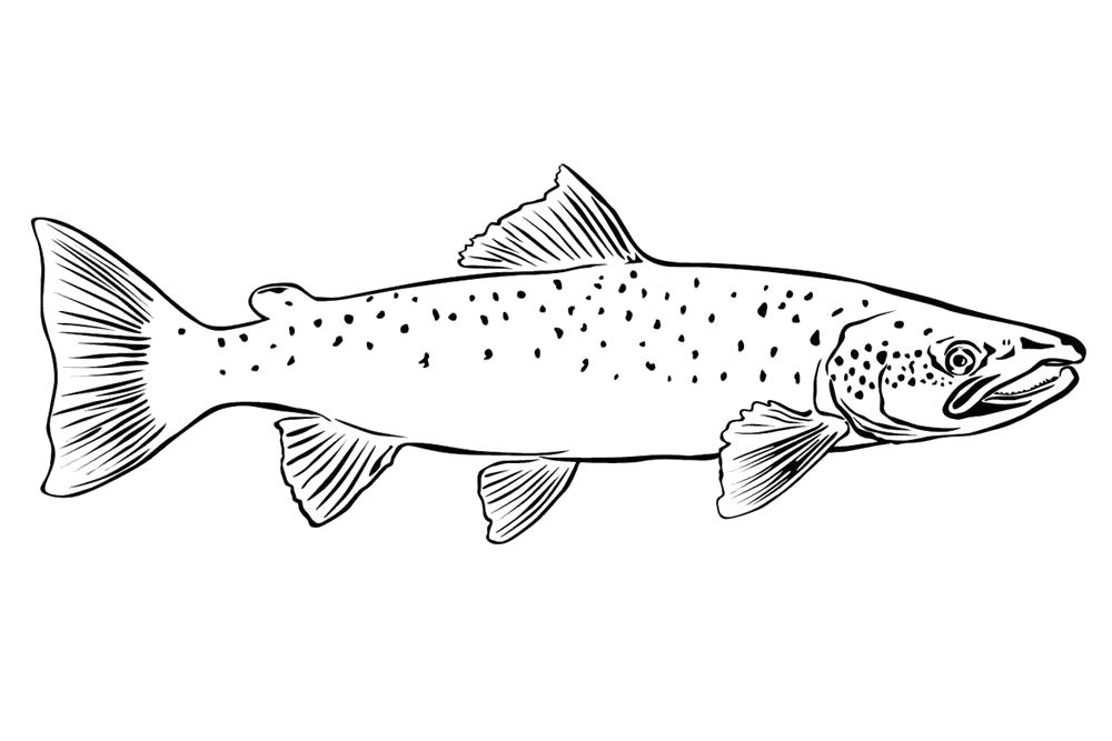 Раскраска раскраски рыба лосось. рыба