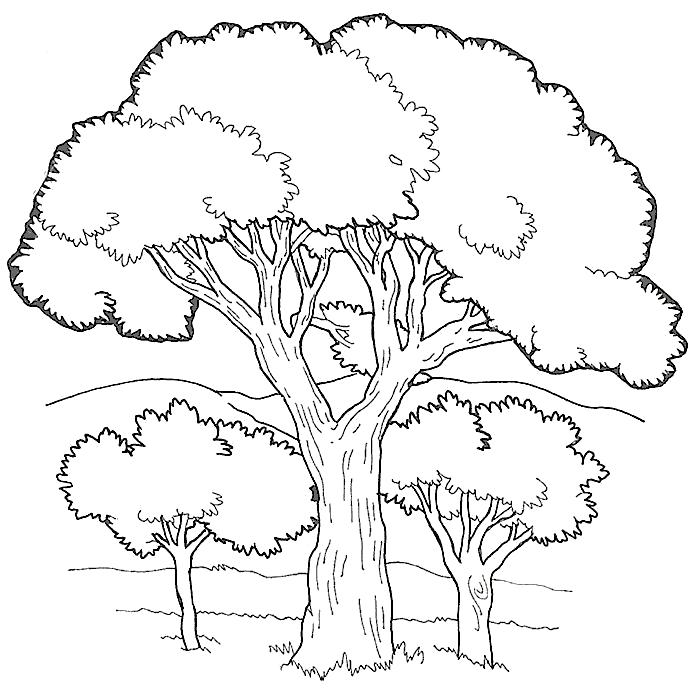 Название: Раскраска Раскраска Дерево. Категория: растения. Теги: дерево.