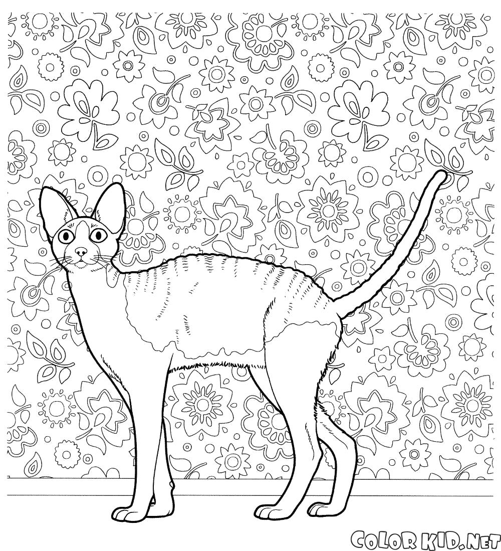 Название: Раскраска Корниш рекс. Категория: кошка. Теги: кошка.