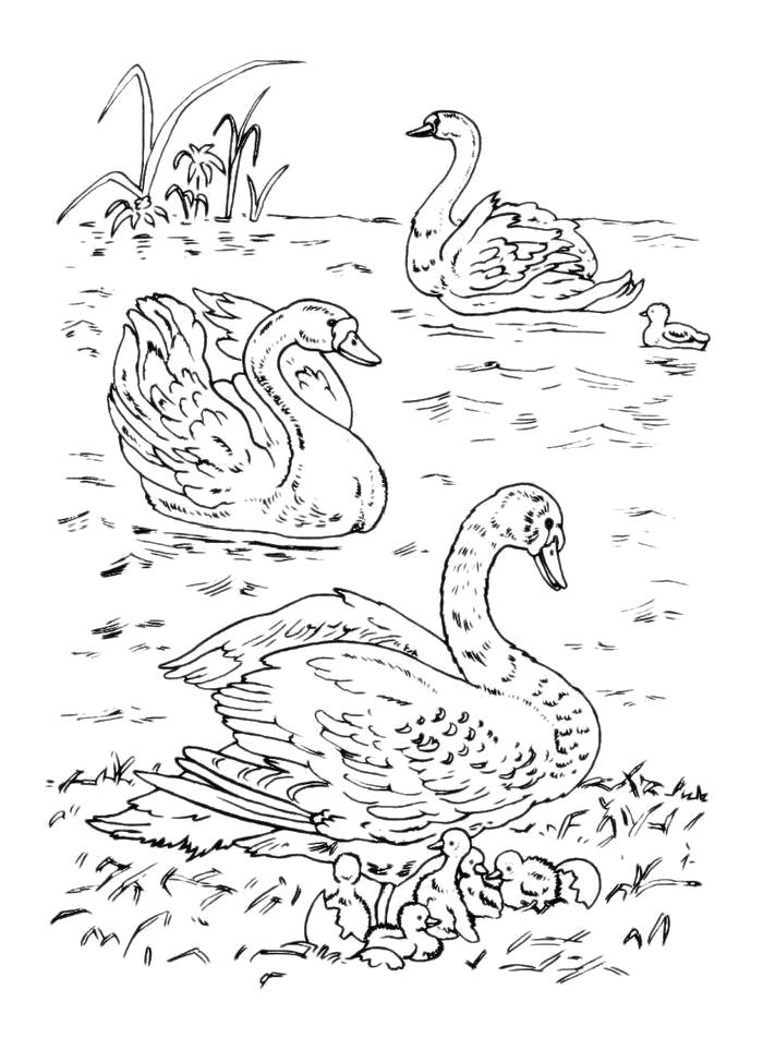 Раскраска Раскраска Лебеди в пруду. Лебедь