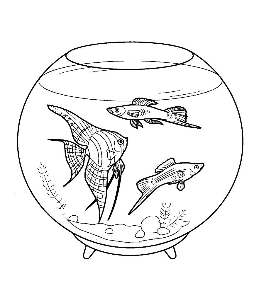 Раскраска Три рыбы плавают в аквариуме. Домашние животные