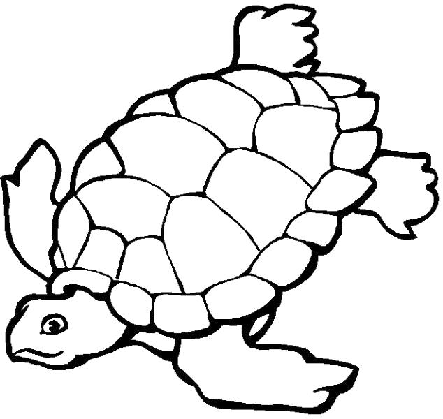 Раскраска Морские жители, морская черепаха. 