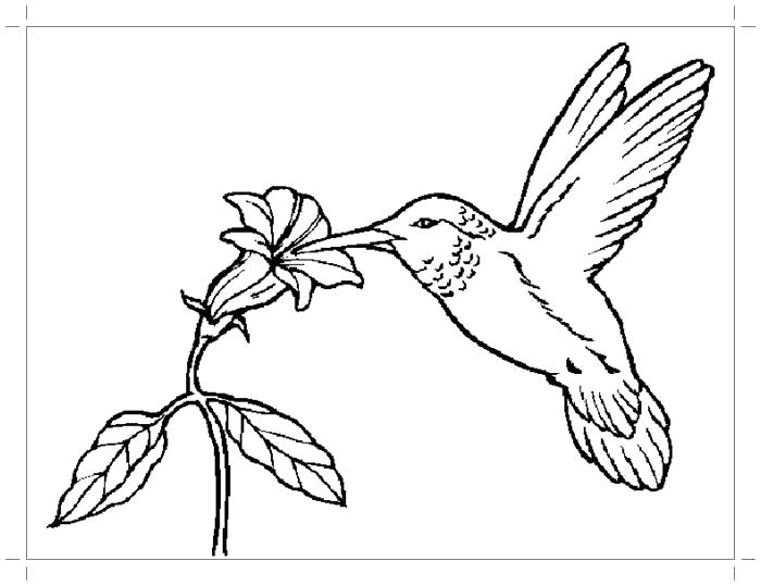 Раскраска Раскраска колибри для детей. колибри