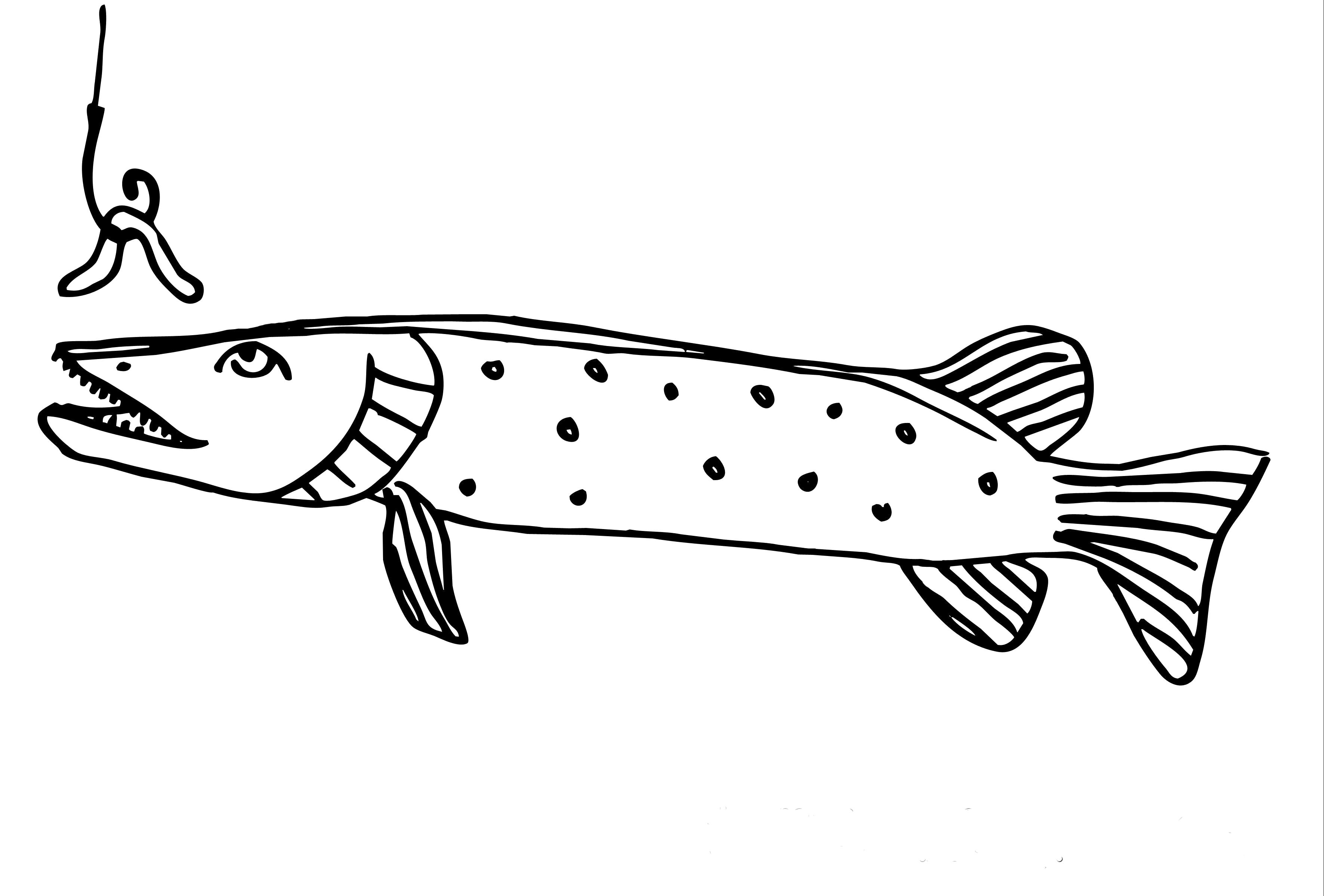 Название: Раскраска Щука. Категория: рыба. Теги: рыба.