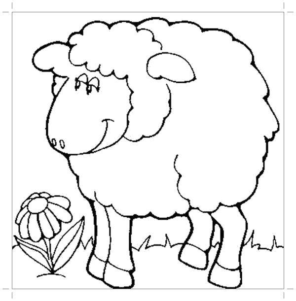 Раскраска Овца картинка раскраска. Овца