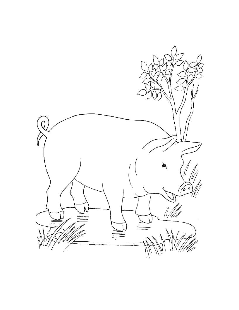 Название: Раскраска Раскраски для самых маленьких  Домашние животные поросенок. Категория: Домашние животные. Теги: Свинья.
