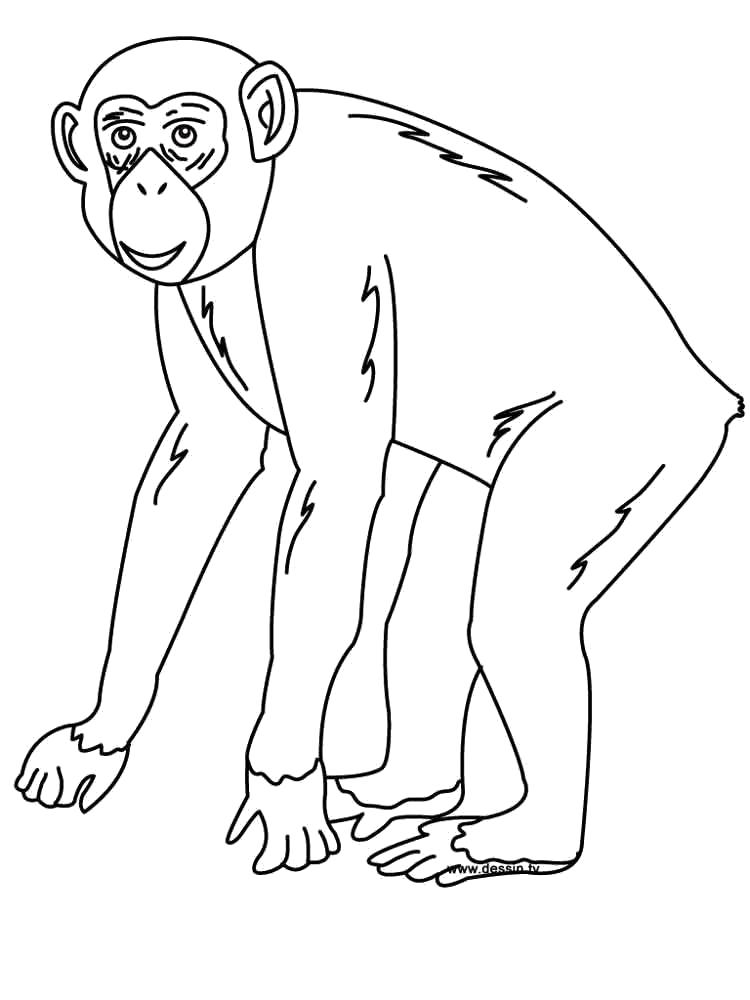Раскраска Шимпанзе  . Скачать животных.  Распечатать животных