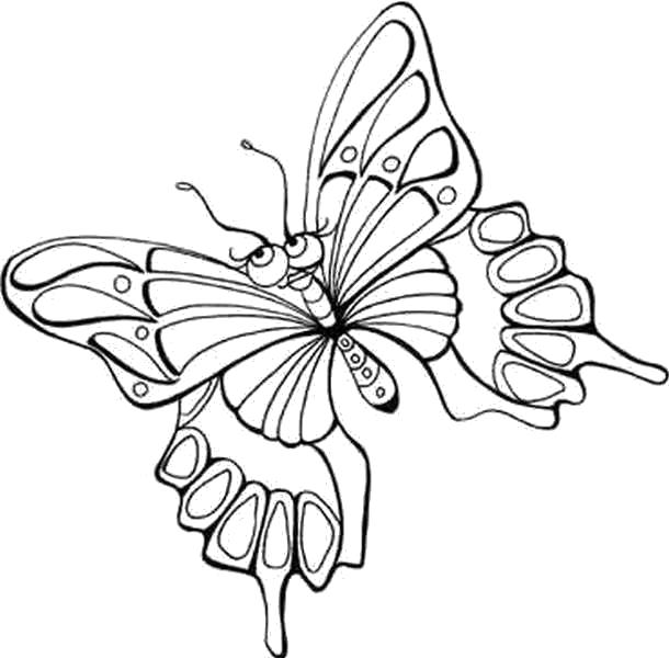 Название: Раскраска бабочка с глазами . Категория: Насекомые. Теги: Бабочки.