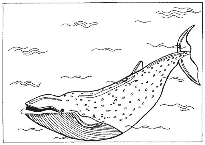 Раскраска синий кит . Скачать Кит.  Распечатать Морские животные