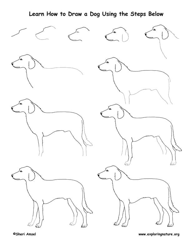 Название: Раскраска собака как нарисовать. Категория: Учимся рисовать. Теги: как нарисовать.