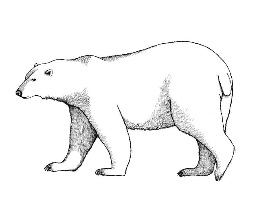 Раскраска Раскраска белый медведь. Дикие животные