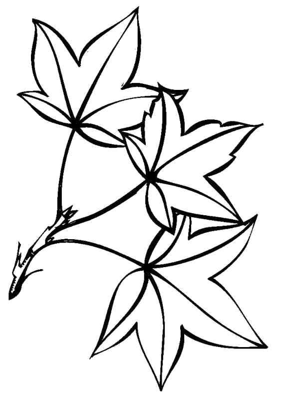Название: Раскраска листики. Категория: Контуры листьев. Теги: Контуры разных листьев для вырезания.