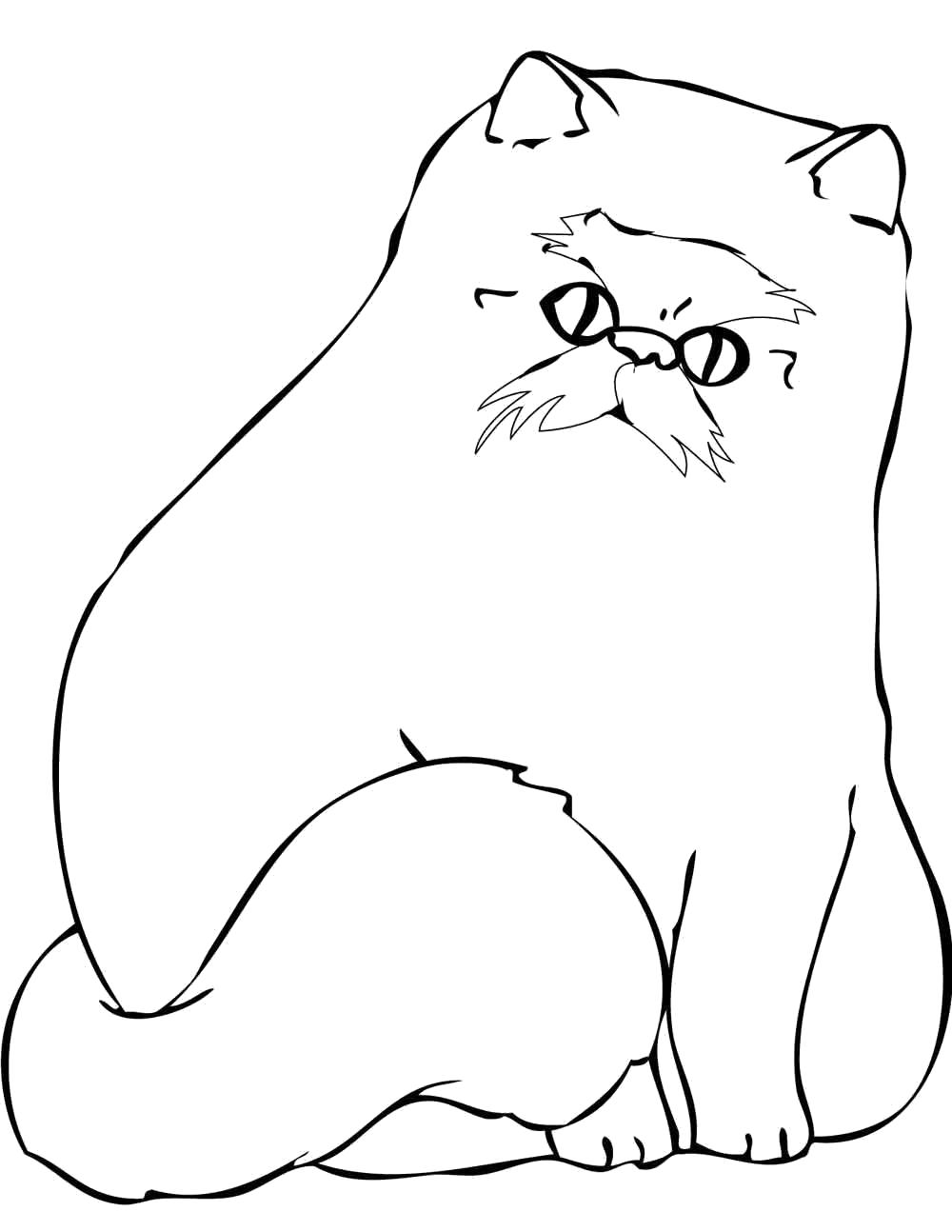 Название: Раскраска персидская кошка. Категория: Домашние животные. Теги: кошка.