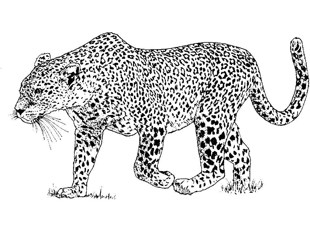 Раскраска Раскраска леопард поднял лапу. леопард