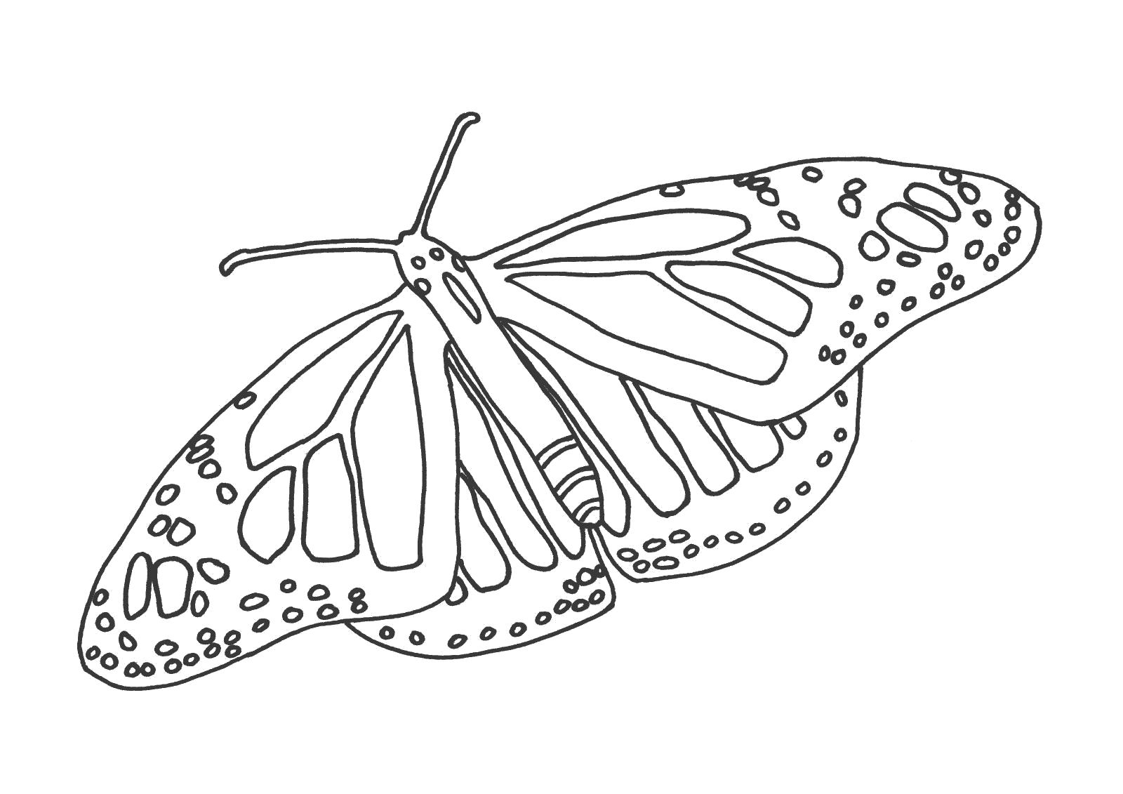 Раскраска Пархающая бабочка. бабочка