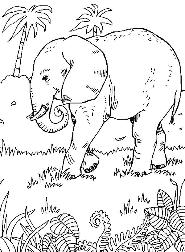 Раскраска Слон на прогулке. Дикие животные