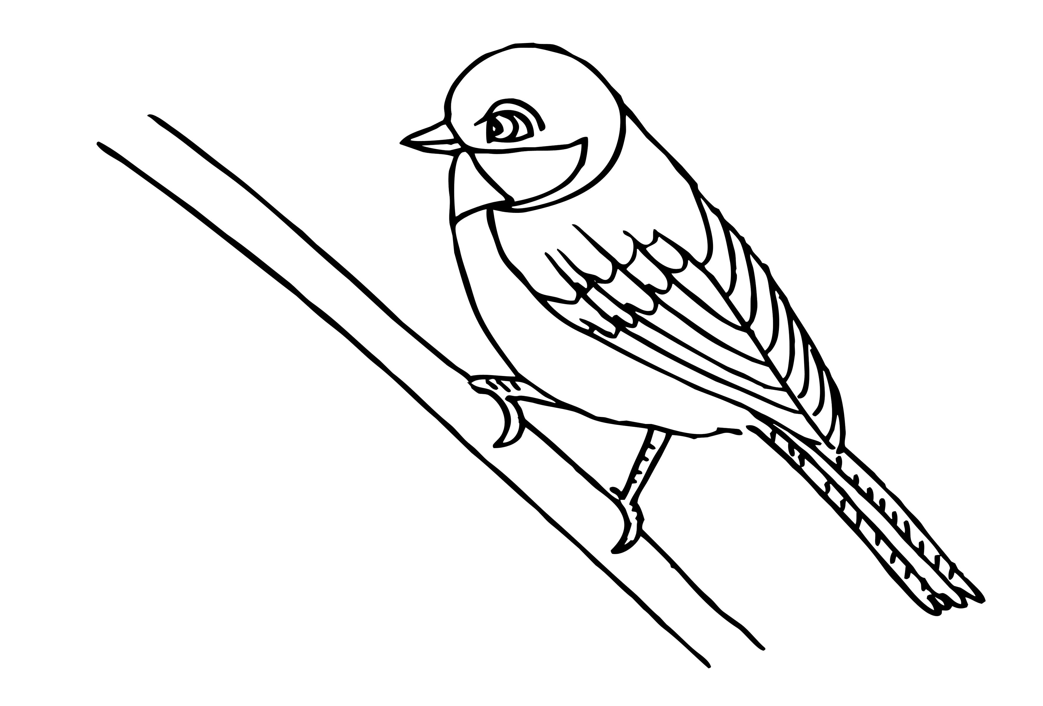 Название: Раскраска Раскраски природа раскраска скворец на ветке . Категория: Птицы. Теги: Птицы.