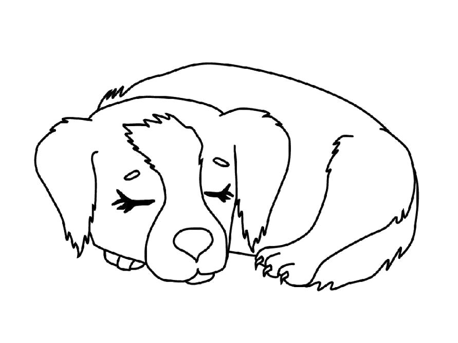 Название: Раскраска Собака спит. Категория: Домашние животные. Теги: Собака, Щенок.