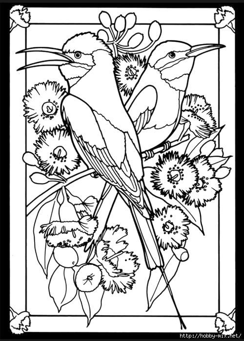 Раскраска Птицы колибри . 
