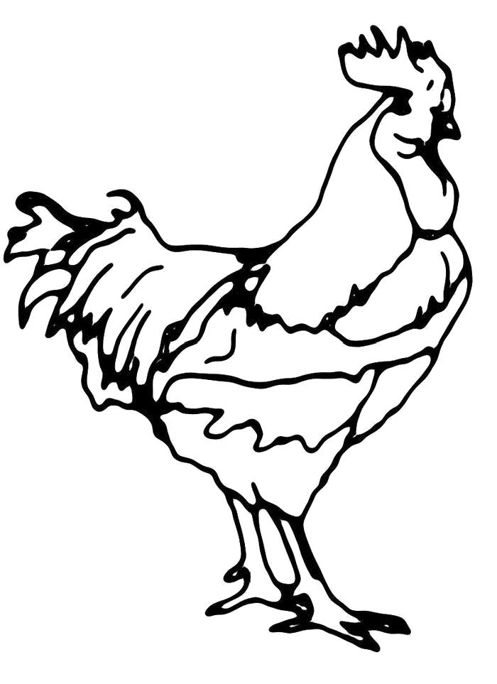 Название: Раскраска  Важный петух. Категория: Домашние животные. Теги: Курица, Петух.