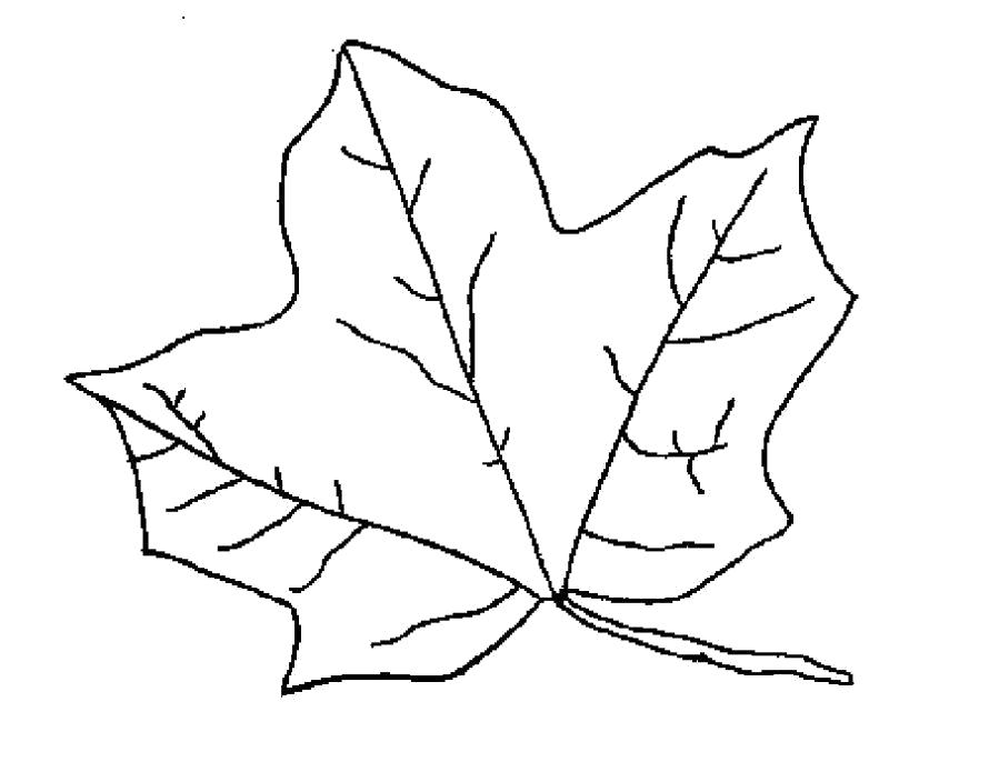 Раскраска Раскраска лист клена. растения