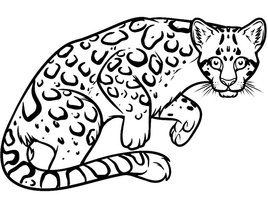 Раскраска Раскраска леопард. 
