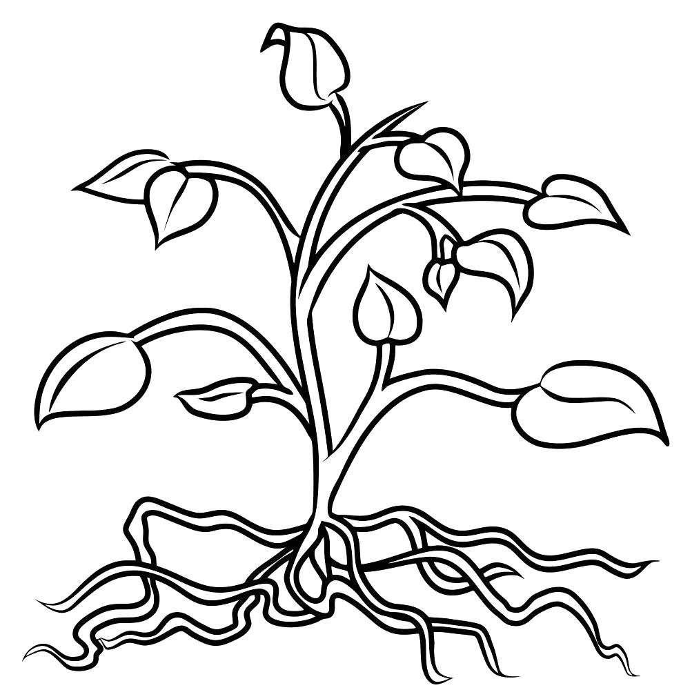 Раскраска растение картинка раскраска. растения