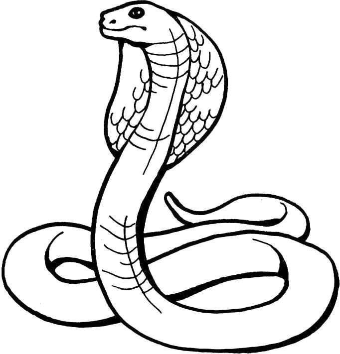 Название: Раскраска Кобра. Категория: змеи. Теги: змеи.