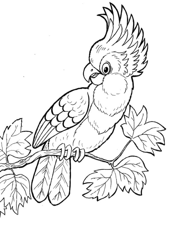 Раскраски попугая скачать и распечатать бесплатно