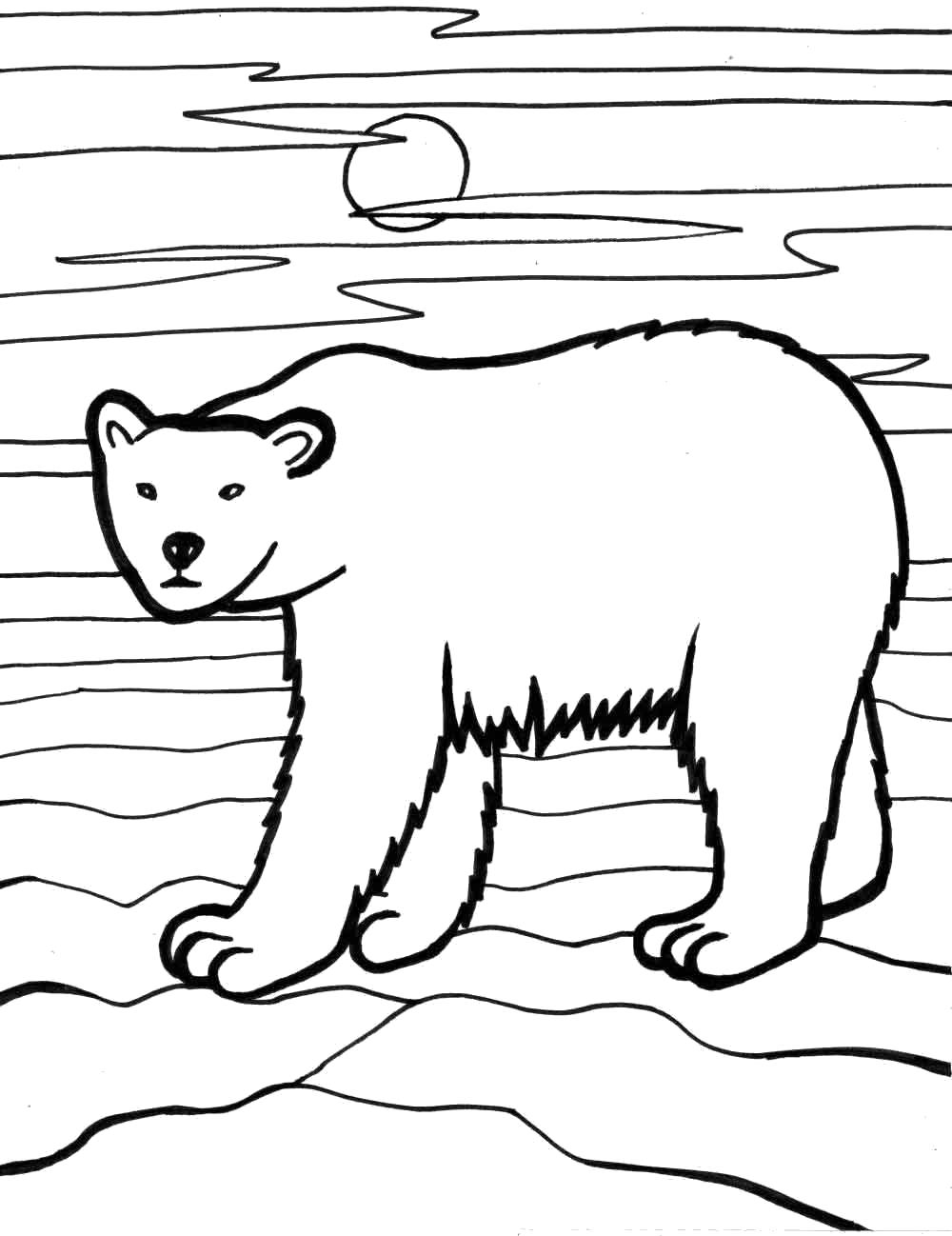 Раскраска Полярный медведь. Скачать медведь.  Распечатать Дикие животные