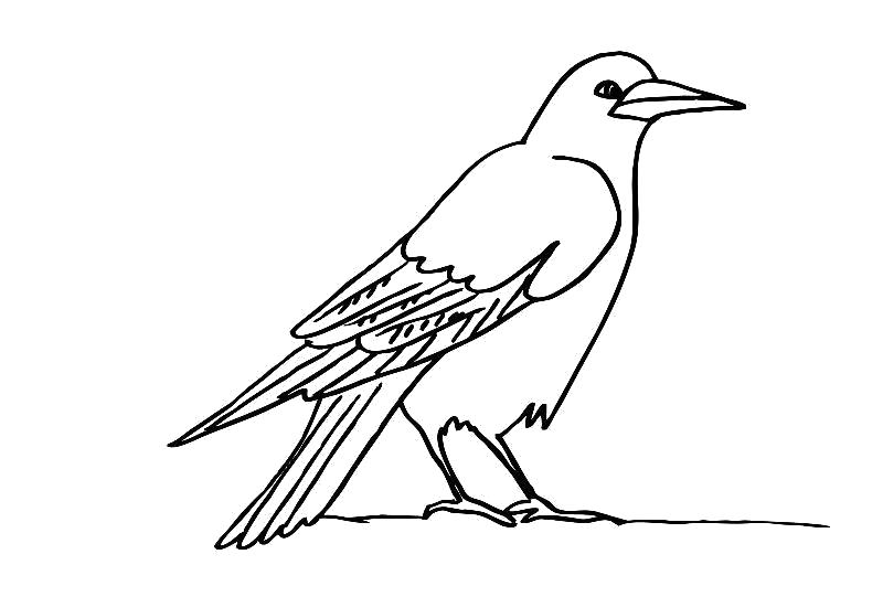 Раскраска Раскраски "зимующие птицы" скачать и распечатать бесплатно. Птицы
