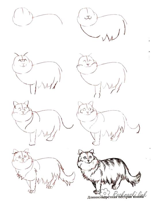 Раскраска  кот  кот как нарисовать кота. Скачать как нарисовать.  Распечатать Учимся рисовать