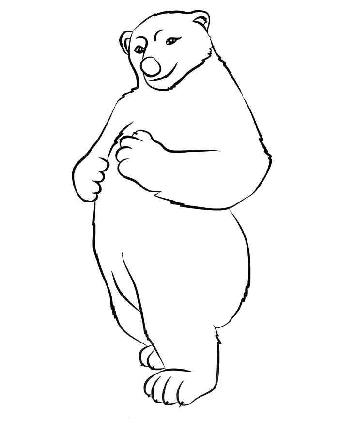 Раскраска Раскраска белый медведь. медведь