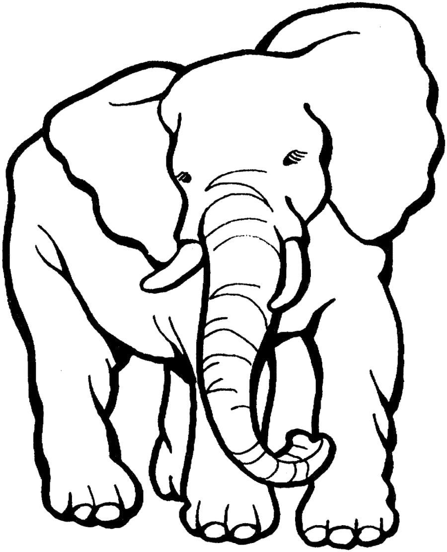 Раскраска Африканский слон. Скачать .  Распечатать 