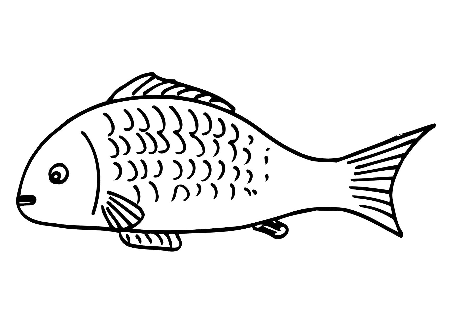 Название: Раскраска Рыбы раскраски. Категория: Рыбы. Теги: Рыбы.