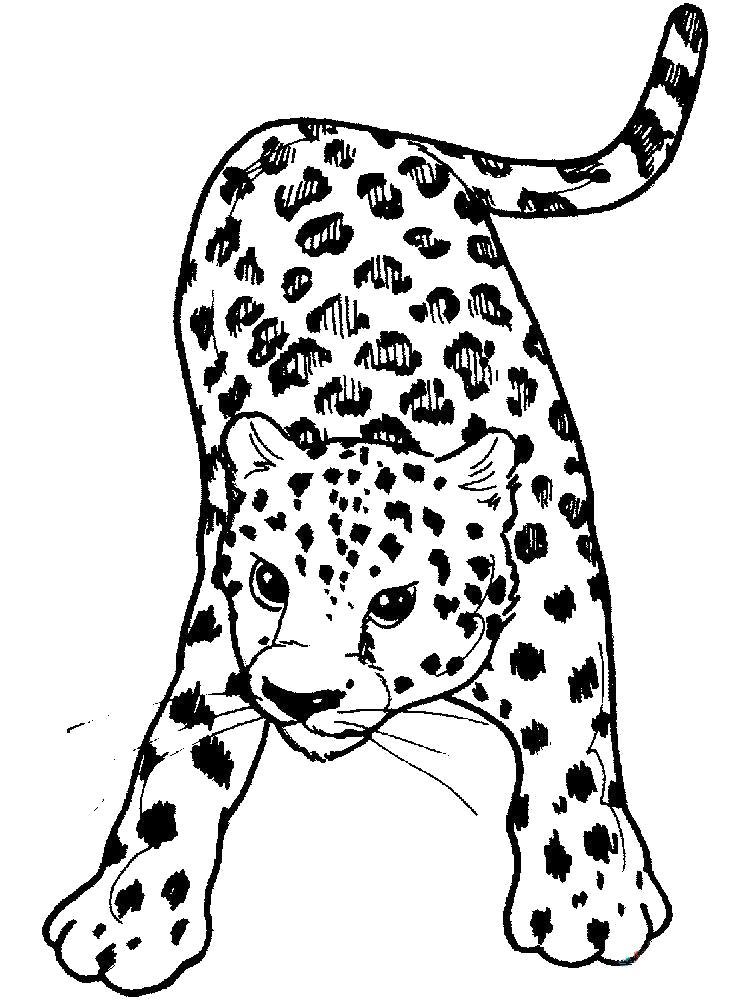 Раскраска Раскраска - крадущийся леопард. 