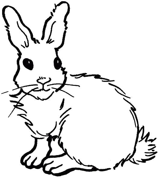 Название: Раскраска Пушистый зайка. Категория: Домашние животные. Теги: Заяц.