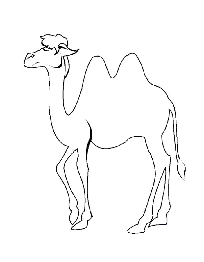 Раскраска Раскраска верблюд детям. Верблюд
