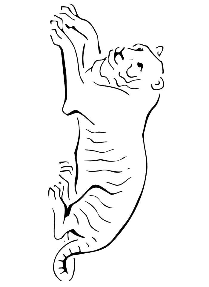Раскраска Раскраска Отдыхающий тигр. Тигр