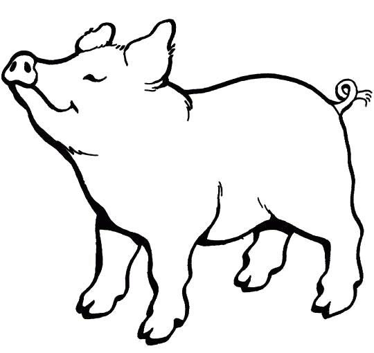 Раскраска свинка. Домашние животные
