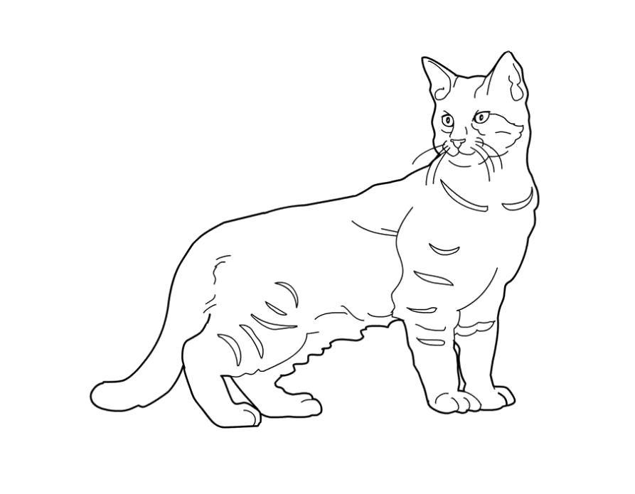 Название: Раскраска Разукрашка кошка . Категория: Домашние животные. Теги: кошка.