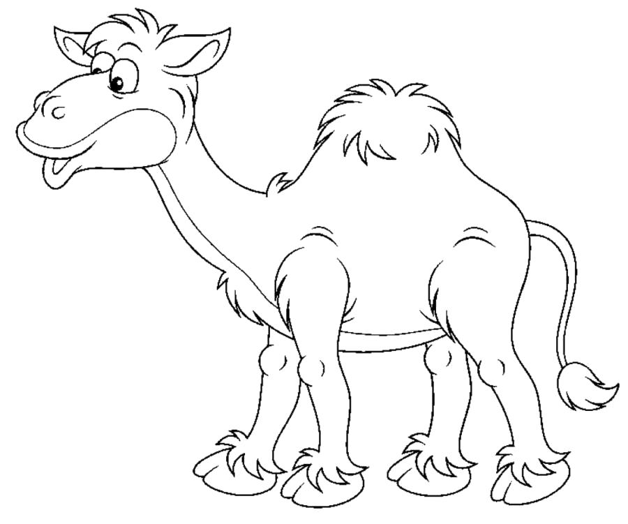Раскраска Кудлатый верблюд . Верблюд