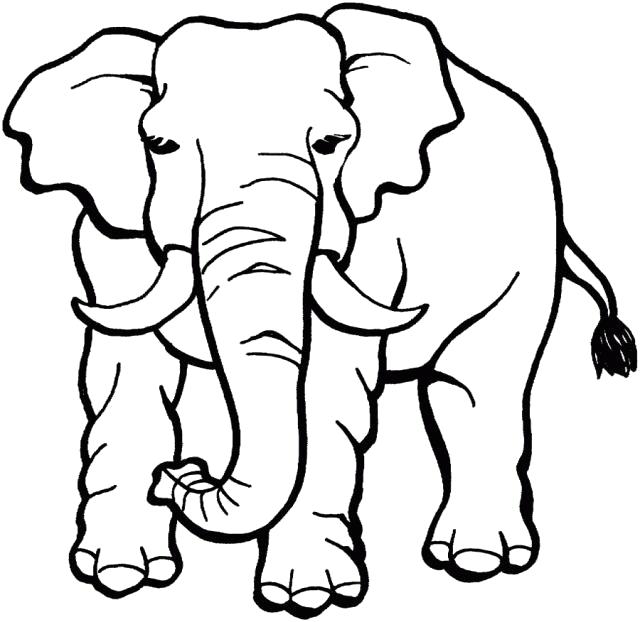 Раскраска большой слон. Дикие животные