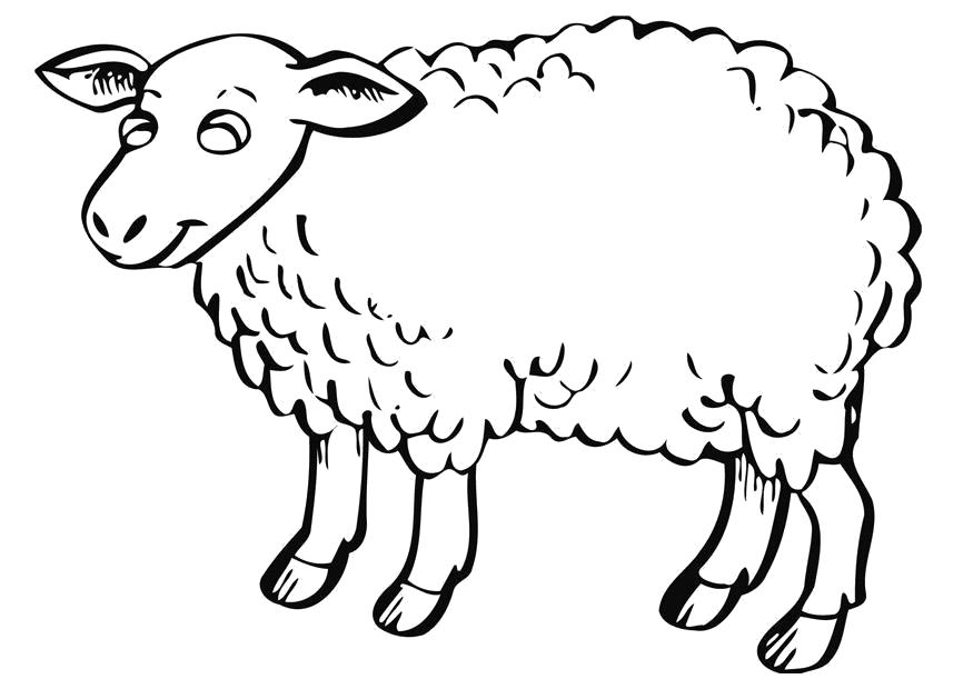 Название: Раскраска Овца. Категория: Овца. Теги: Овца.